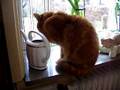 Katze in der Fensterbank