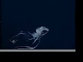 Inner Space - New Species Discovered