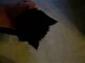 Chrissy the purring cat!
