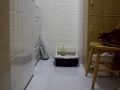 ????????Little sister cat shows big brother cat who is boss!