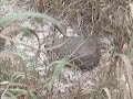 Gopher Tortoises at Ritz Carlton Naples FL.wmv