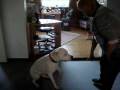 Ein normaler Hundetag - A normal Dogsday