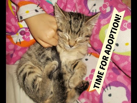 Kittens Last Bath Before Spay & Neuter ~ Time For Adoption! Litters #8 #10 #11