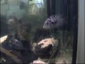 La difesa del territorio nei cichlasoma nigrofasciatum La difesa del territorio nei cichlasoma nigrofasciatum