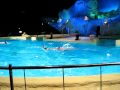 Dolfijnenshow (Dolfinarium harderwijk)