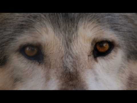 Gray Wolf