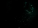 Hawaii Manta Ray Night Dive