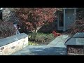 Chris Orser Lndscaping; Removing leaves from your Gardens