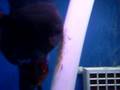 videos de Leopar discus yavruları