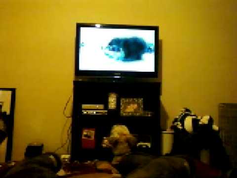 Bark The Polar Bear