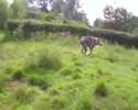 kadin wolfhond