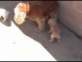 cocker spaniel puppies 5 weeks old cocker spaniel puppies 5 weeks old