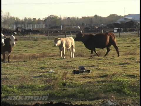 Xxxx C Man xxxx - That's a fast cow~ This was shot in Texas back in 2004 for the Monster TRUCK_X DVD_ People from Texas are cRaZy!!! Filmed by~ Wes While.