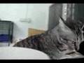For Adoption : Greyee-Boy