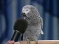 Alex the Parrot View Video