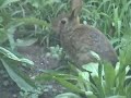 Runny Babbit Part 3: The Runny Babbit Scarer!