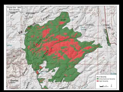 grand national results