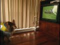 Cocoa (sheltie) bets on the Melbourne Cup 2008