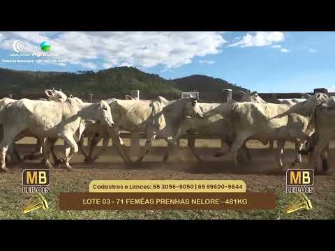 548� LEIL�O VIRTUAL MB LEIL�ES