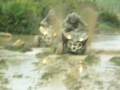 QUAD ATASCADO
