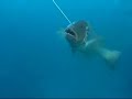 pesca submarina   parte 2
