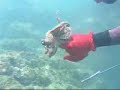 pesca submarina   parte 2