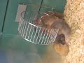 What Hampsters Do In Their Free Time