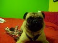 Twirling pug