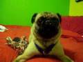 Pug video