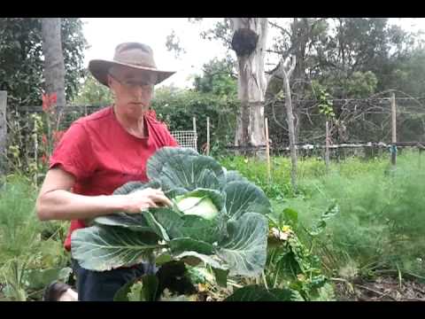 how to harvest red cabbage