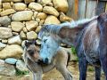 Animal Friends - You And Me