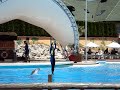 Dolphinshow Connyland Switzerland