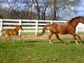 Chestnut Thoroughbred Mare for Sale