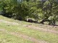 A Badger A Badger