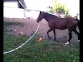Cinderella Circling Game on 22' line 081808