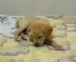 Filhote de Labrador brincando