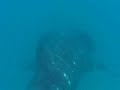diving-in-tofo-mozambique.html