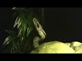 www.BoaConstrictorForSale.com http **UPDATE FOR NAME** - It turns out that the She is really a He! lol, the boa is actually a male and I've named him Larry :D Thanks for all the suggestions!! I finally got on board with the BCC's and picked up a TRUE RED TAIL BOA from Surinam. She is a wild-caught boa that I traded for... I had just picked up a Hypo Hogg boa and was going to try for some sunset boas (Hypo Hogg x Hypo Hogg) but was feeling a bit bad as they are really a 'mut' breed. As soon as I saw this girl, I realized it was time to get on the BCC boat! :D BCC is the abbreviation for Boa Constrictor Constrictor, which is the Genus/species/subspecies of the TRUE RED TAILS... doesn't get much prettier :D and please comment with suggestions for a name... I want to use something about her coloration or locality, so please help me brainstorm! thanks and enjoy! :D