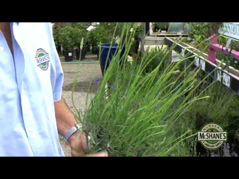 how to fertilize lavender plant