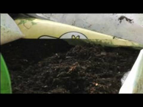 how to grow lemon verbena