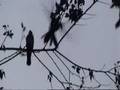 Baby Flycatcher feedings