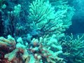 BUCEO COSTA BRAVA SPAIN. PARAMURICEA
