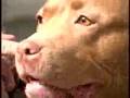 Coral Diva Dog: Only People thought She was Handicapped!