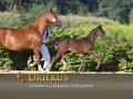 Zenon foal presentation highlights 2008