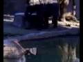 videos de St. Louis Zoo Baby Elephant Raja