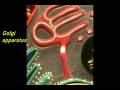 Old Cell Model - Membranous Organelles.avi