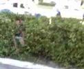 jackass acapulko