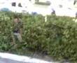 jackass acapulko