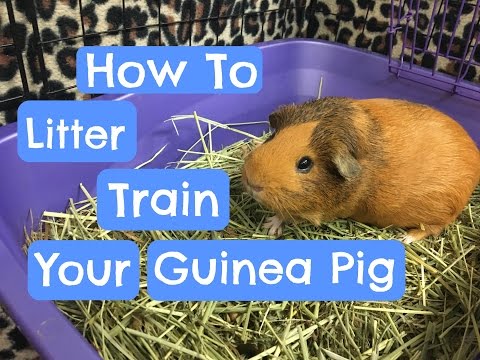 video-linktoworks-Litter Training Your Guinea Pig