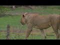 Sexually harassed lioness